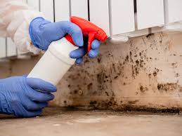 Professional Mold Removal Services in Newton, IA